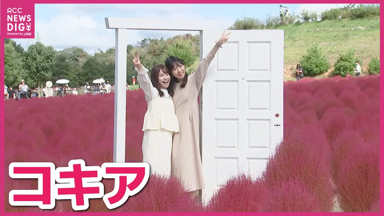 Flower village 花夢の里で開催中の「コキアとコスモスの丘」が紹介されました！＜YouTube動画＞ | 世羅町せらっくす